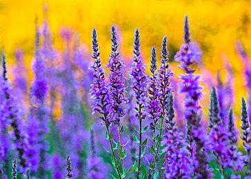 《星际：异端先知》配乐情报公布 九寸钉创始人操刀